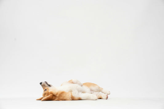 Sensitive Stomach in Dogs? Natural Solutions to Soothe Digestive Issues and Heal the Gut
