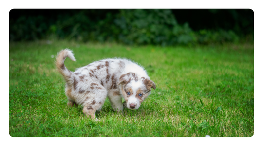 Natural Remedies for Dog UTI’s: Supporting Your Pup's Urinary Tract Health