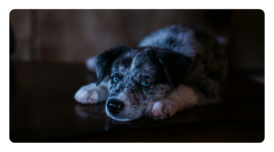 Why Your Dog Has Gas—And How to Fix It Naturally
