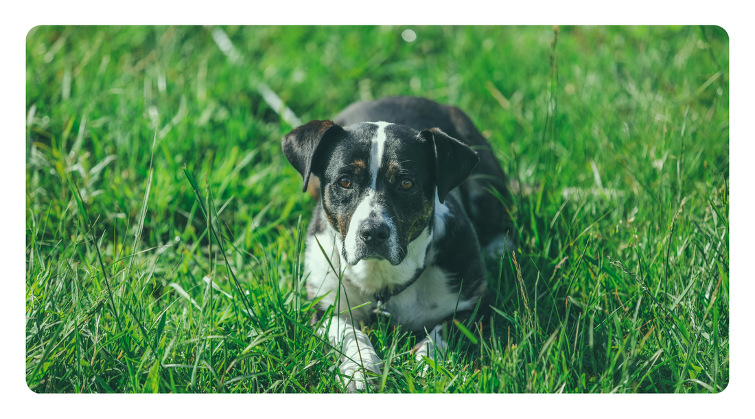 The Root Causes of Dog Allergies, And Why Most Treatments Fail