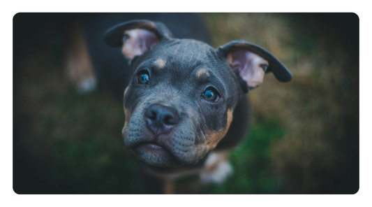 How to Prevent Cancer in Dogs Naturally: Science-Backed Nutrition, Superfoods & Detox Strategies