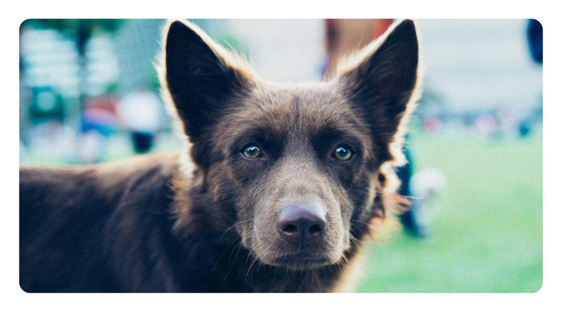 Why Your Dog Keeps Getting Ear Infections (And How to Stop Them Naturally)