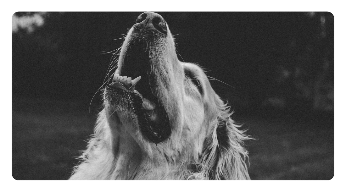 Natural Ways to Support Cognitive Decline in Senior Dogs