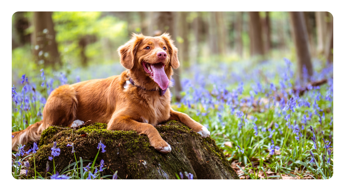 Herbal Antibiotics for Dogs: Combatting Antibiotic Resistance Naturally