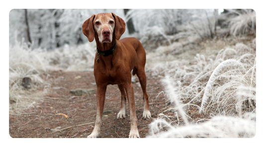 How to Keep Your Senior Dog Active & Pain-Free Without Medications