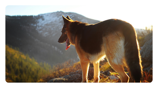 Best Natural Supplements for Seizure Support in Dogs