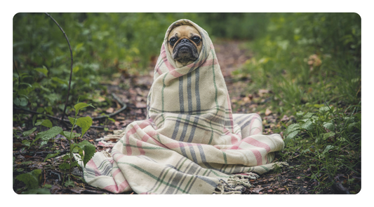 Why Your Dog’s Environment Might Be Causing Allergies (And How to Fix It)