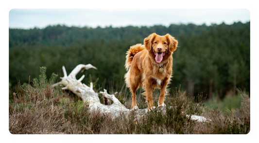 The 5 Core Supplements Every Holistic Dog Needs