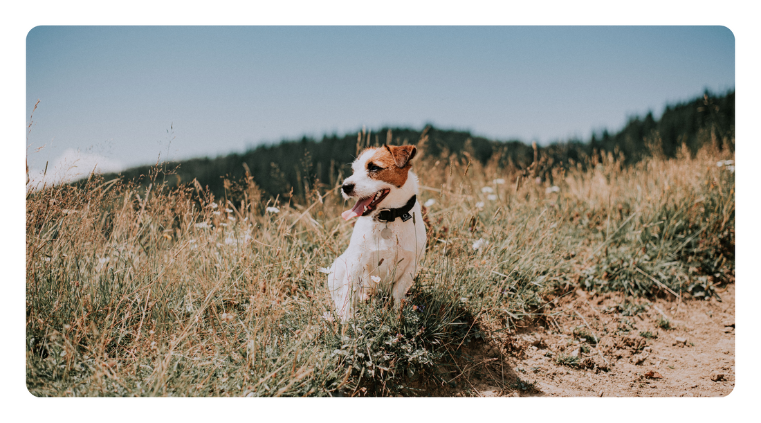 Spice Up Your Dog's Health: The Health Benefits of Adding Herbs to Your Dog's Diet