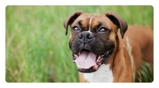 Why Your Dog’s Allergies Keep Coming Back (And What To Do About It)