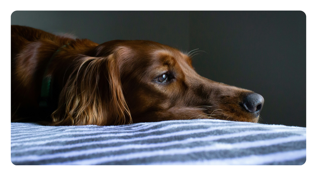 Natural Pain Relief for Dogs: Safe Alternatives to NSAIDs