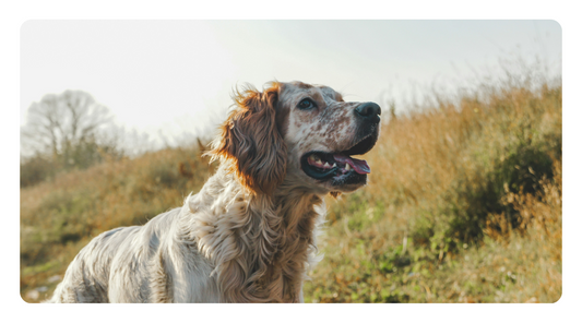 How to Prevent Cancer in Dogs Naturally