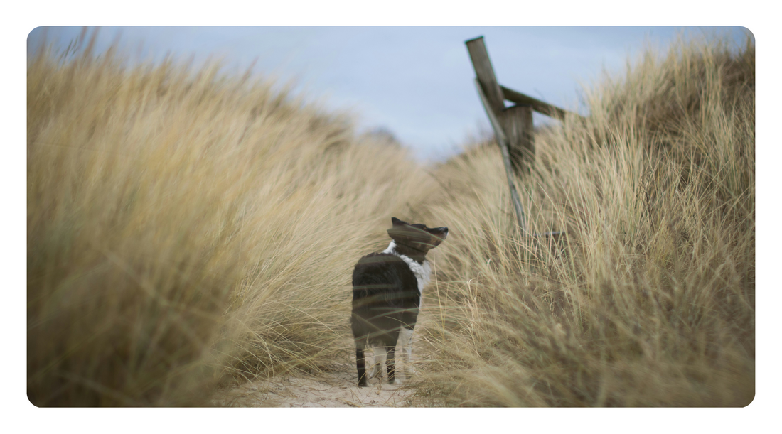 How to Identify and Remove the Root Cause of Your Dog's Allergies