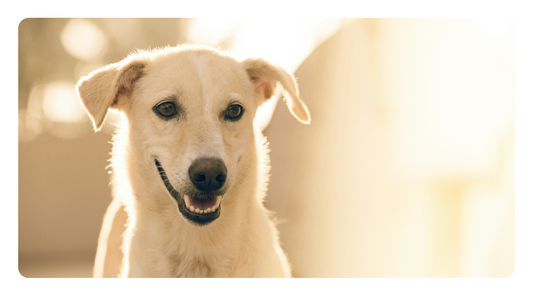 Supercharging Your Dog's Immune System: Top Foods for Good Health