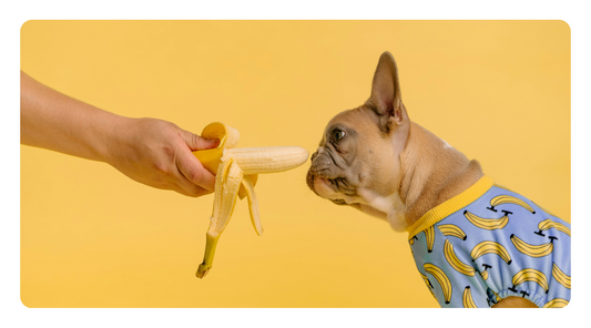 The Critical Role of Canine Digestive Health: A Comprehensive Guide to Optimal Nutrition