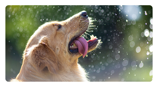 Superfoods in the Fight Against Canine Tumors: Tumor-Fighting Nutrients to Boost Your Dog's Diet