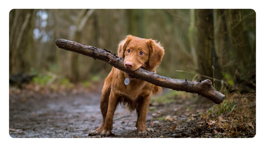 Medicinal Mushrooms: A Holistic Ally in the Fight Against Canine Cancer