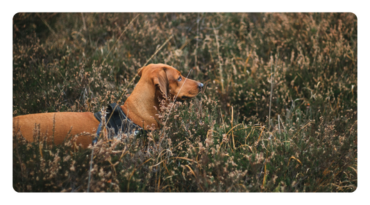 Fortifying Your Dog's Immunity: The Best Herbs and Botanicals for Optimal Health