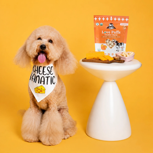 Cheddar Charm Protein Love Puffs | Organic Cheddar Cheese