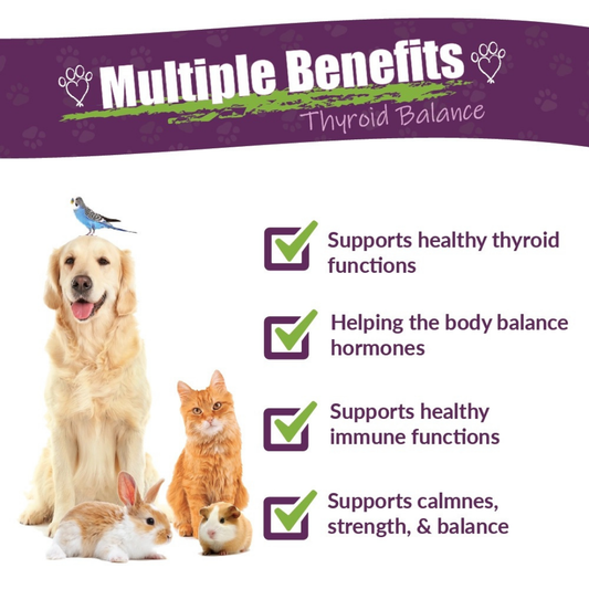 Thyroid Balance