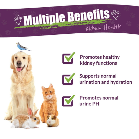 Amber Naturalz Kidney Rejuvenator | Natural Herbal Kidney + Urinary Support