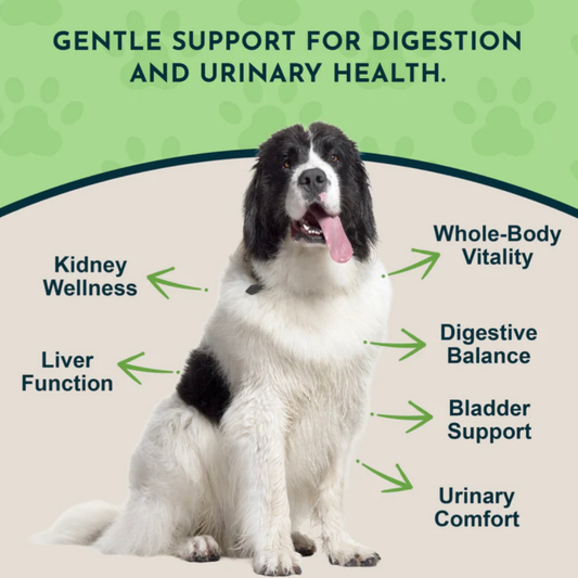 Dandelion Herbal Tonic | Organic Liver + Kidney Support