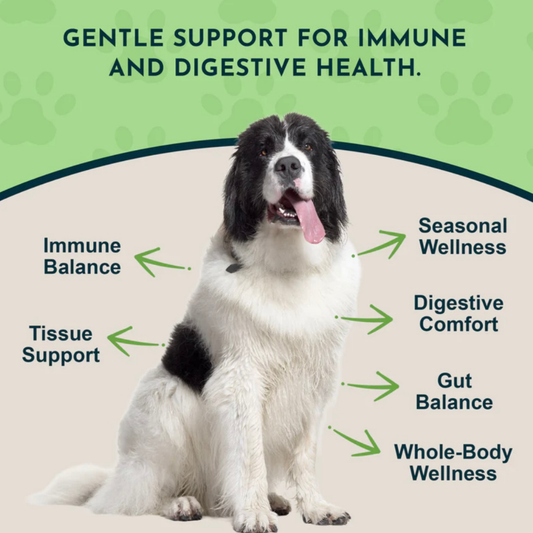Goldenseal | Promotes Resistance to Pathogens