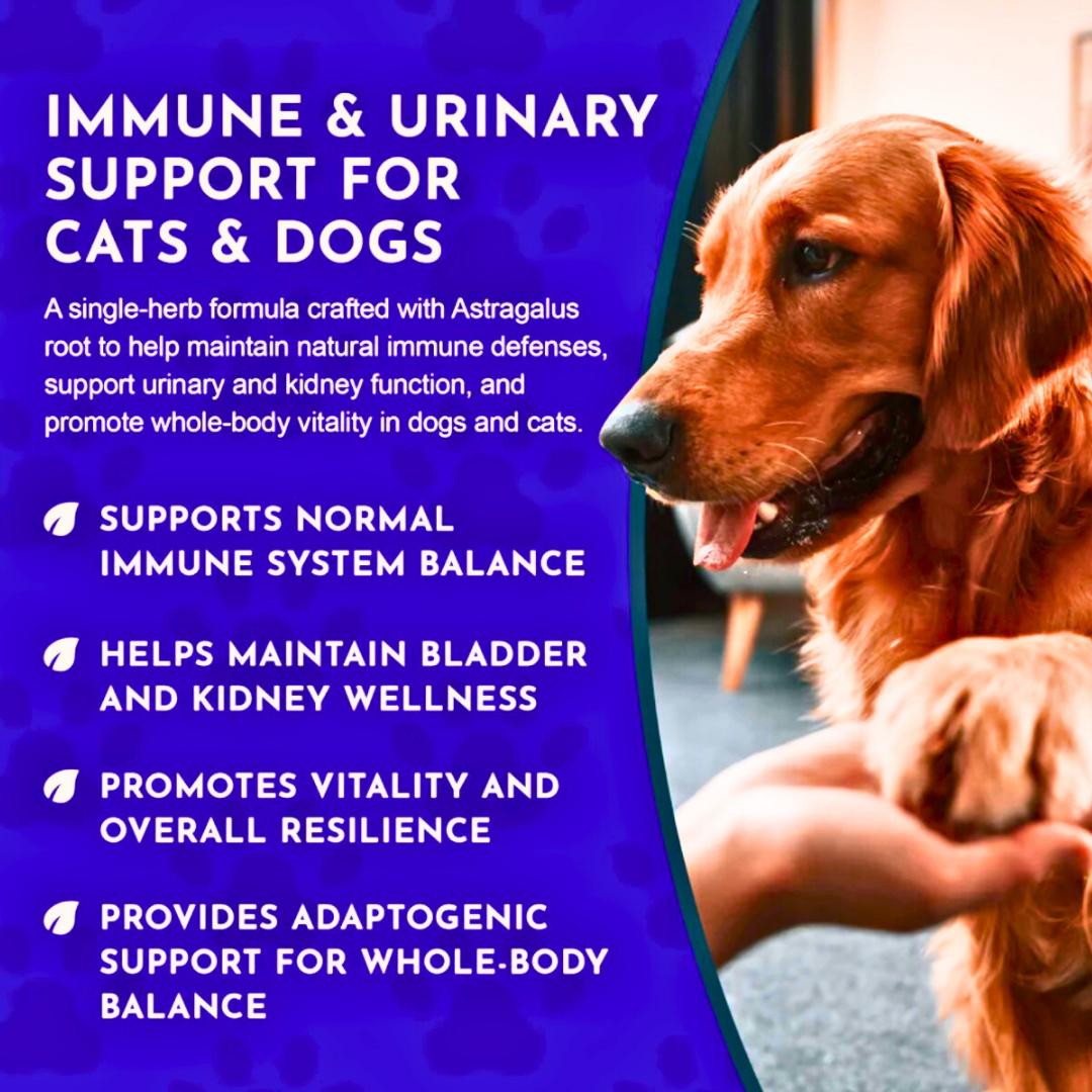Animal Essentials Astragalus | Immune + Kidney Support
