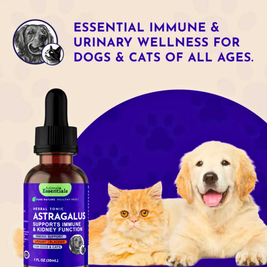 Animal Essentials Astragalus | Immune + Kidney Support