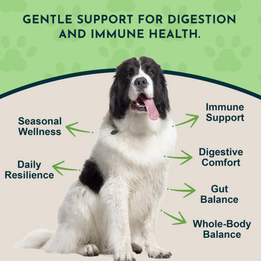 Olive Leaf | Immune Support + Antimicrobial Defense