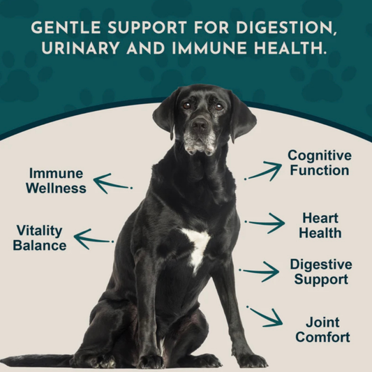 Senior Support | Natural Aging Support
