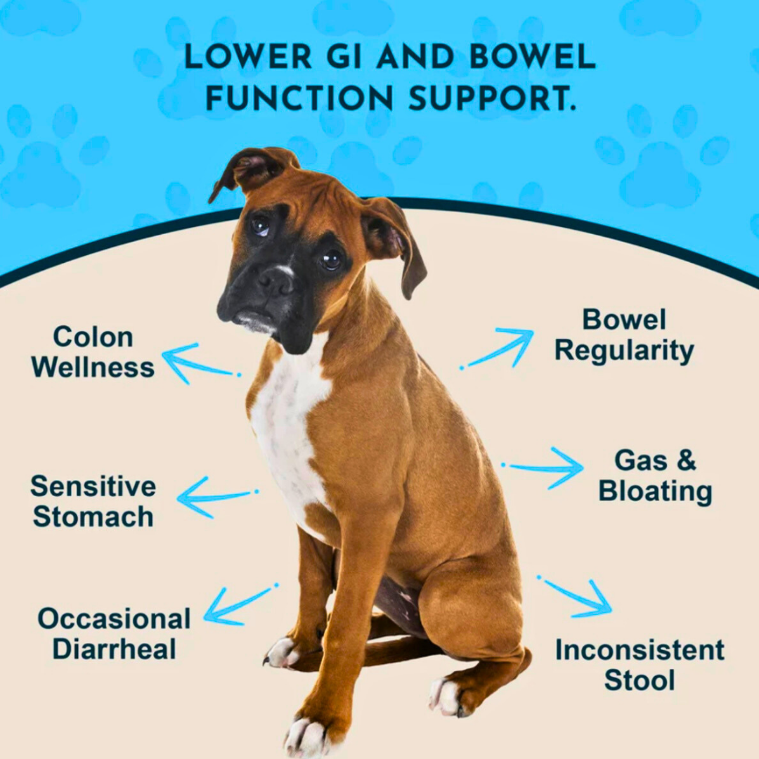 Animal Essentials Colon Rescue Powder | Soothing Digestive Support