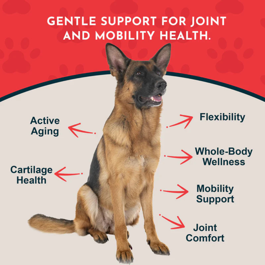 Animal Essentials Joint Support Soft Chews | Natural Herbal Green-Lipped Mussel Hip + Joint Support