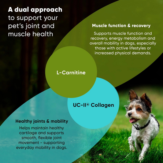 Rooted Owl Joint & Muscle Health | Natural UC-II Collagen