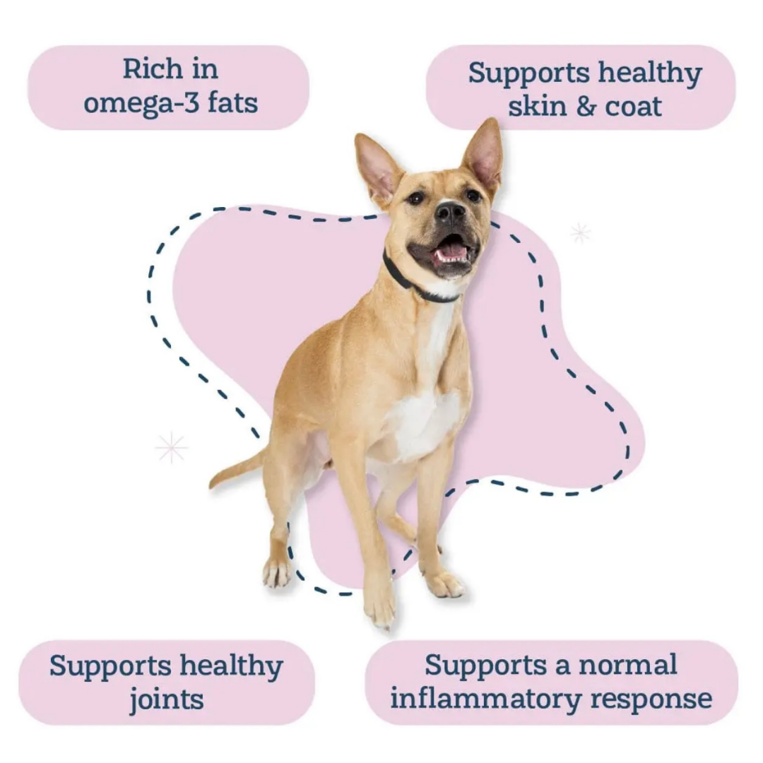 Alice & Eli Green Lipped Mussel Powder | Joint + Anti-Inflammatory Support