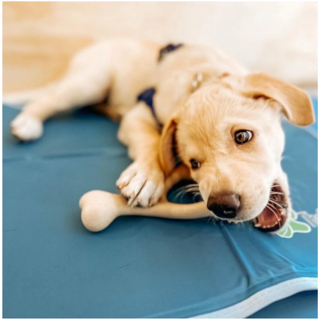 BetterBone Natural Dog Chew | Soft