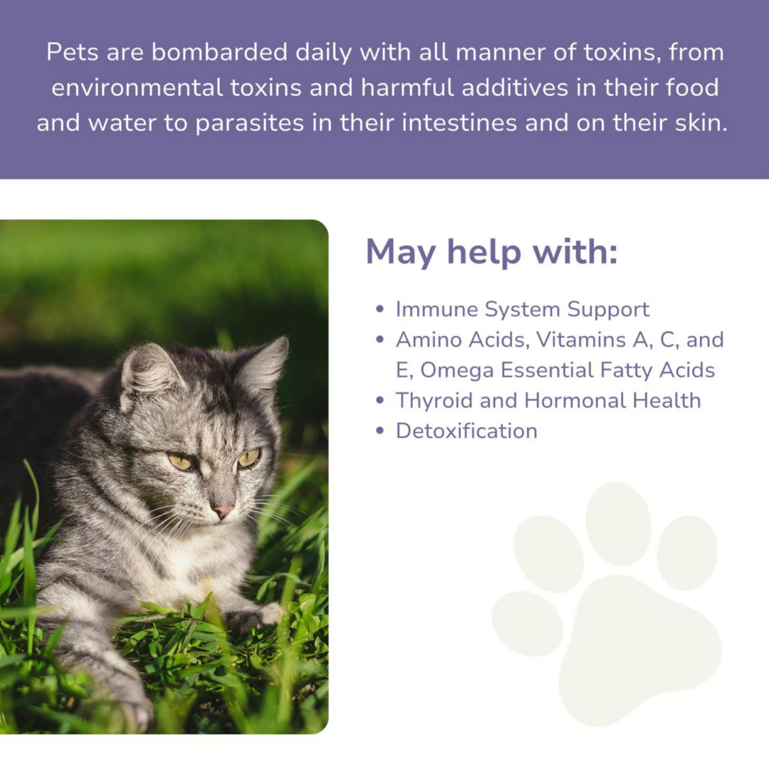Glacier Peak Daily Defense | Natural Detox + Immune Support