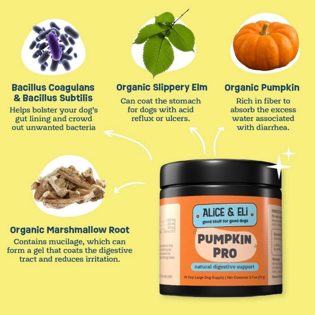 Alice & Eli Pumpkin Pro | Digestive Support + Fiber Boost