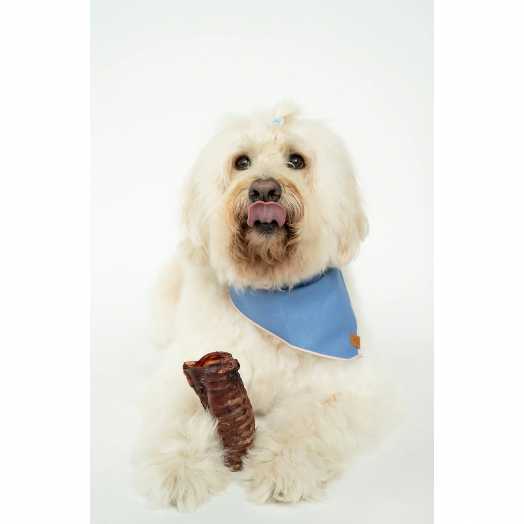 Winnie Lou Bison Trachea Chew