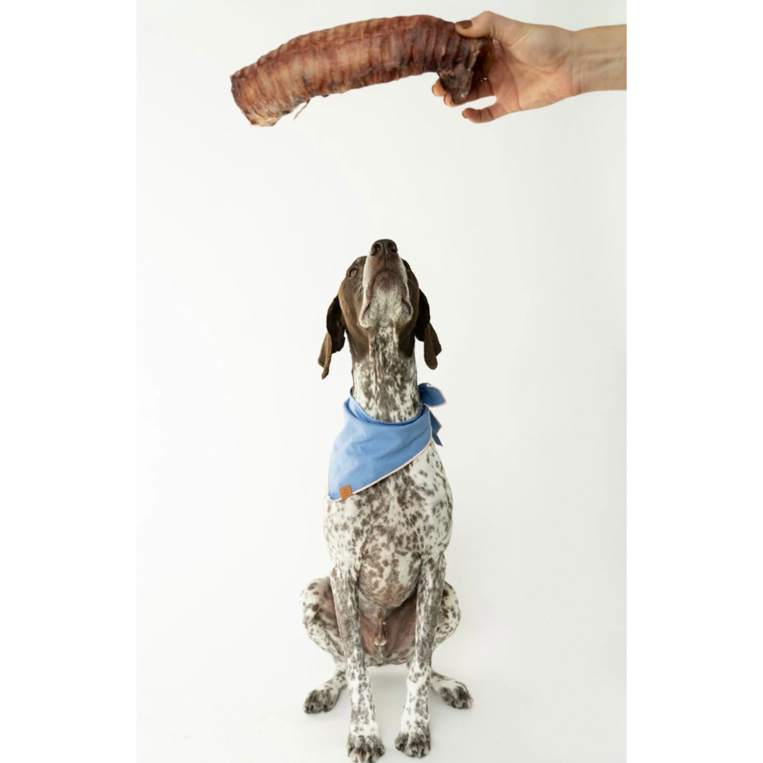 Winnie Lou Bison Trachea Chew