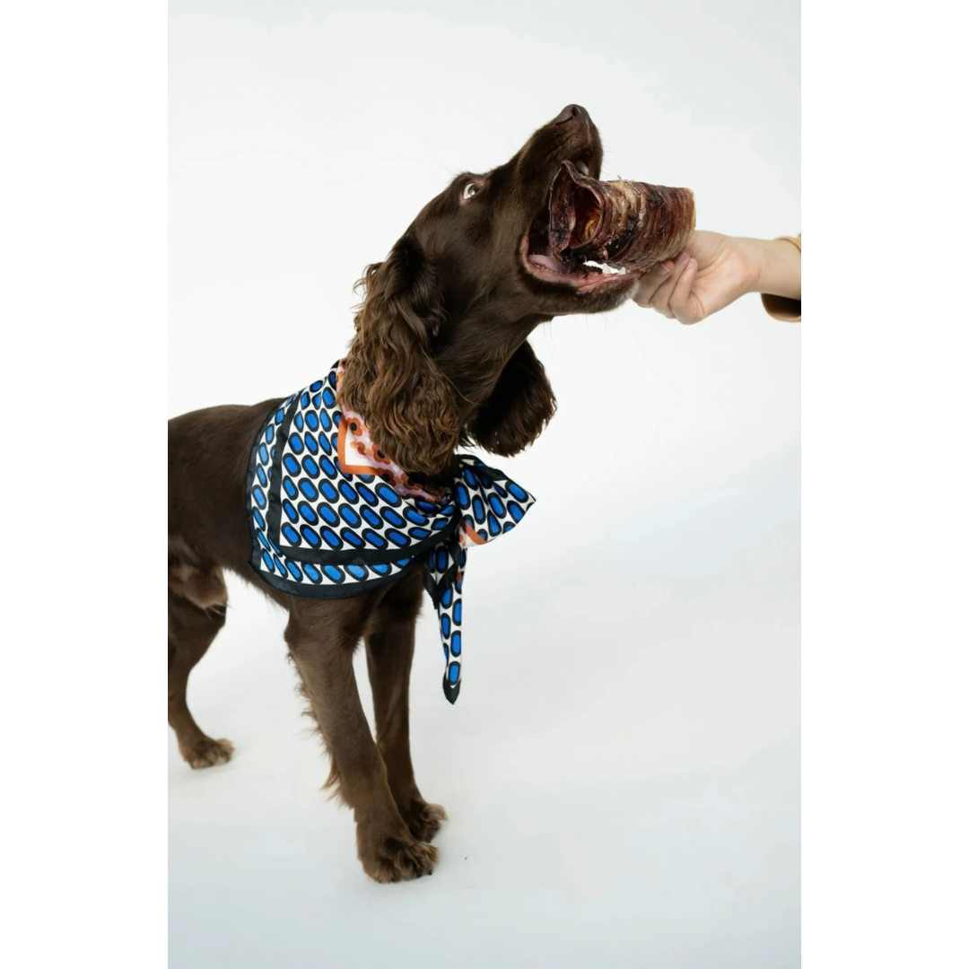 Winnie Lou Bison Trachea Chew