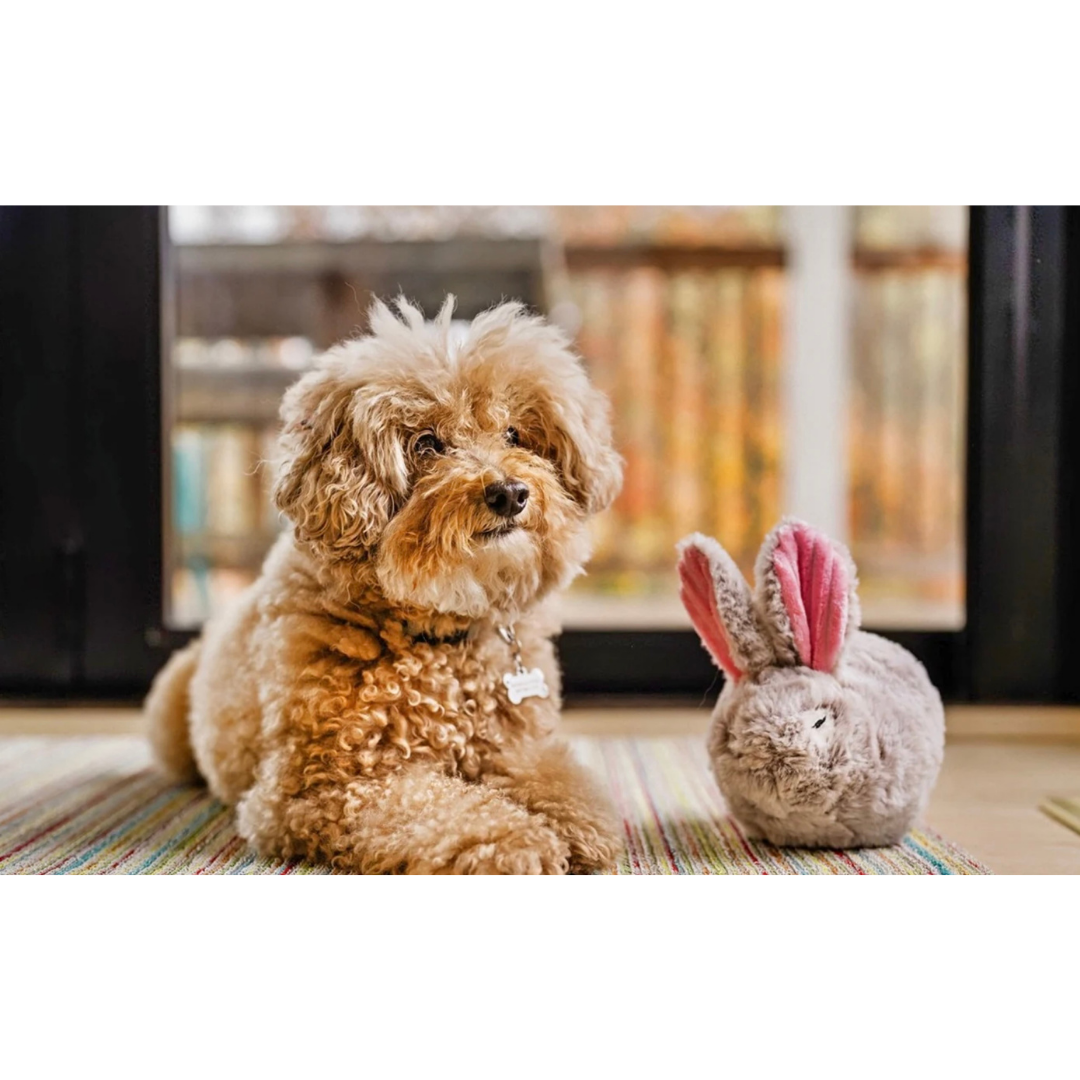 PLAY Baxter the Bunny
