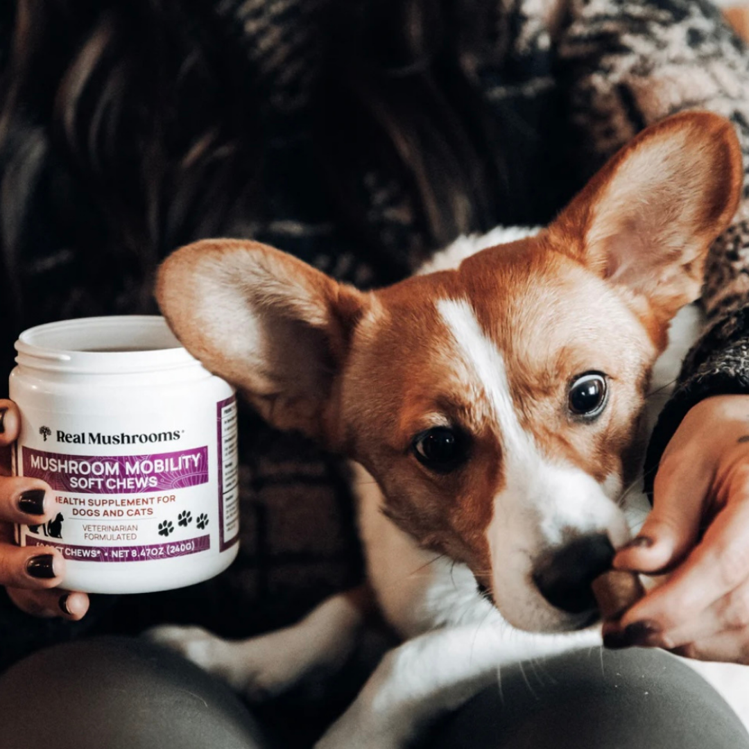 Real Mushrooms Mobility Chews