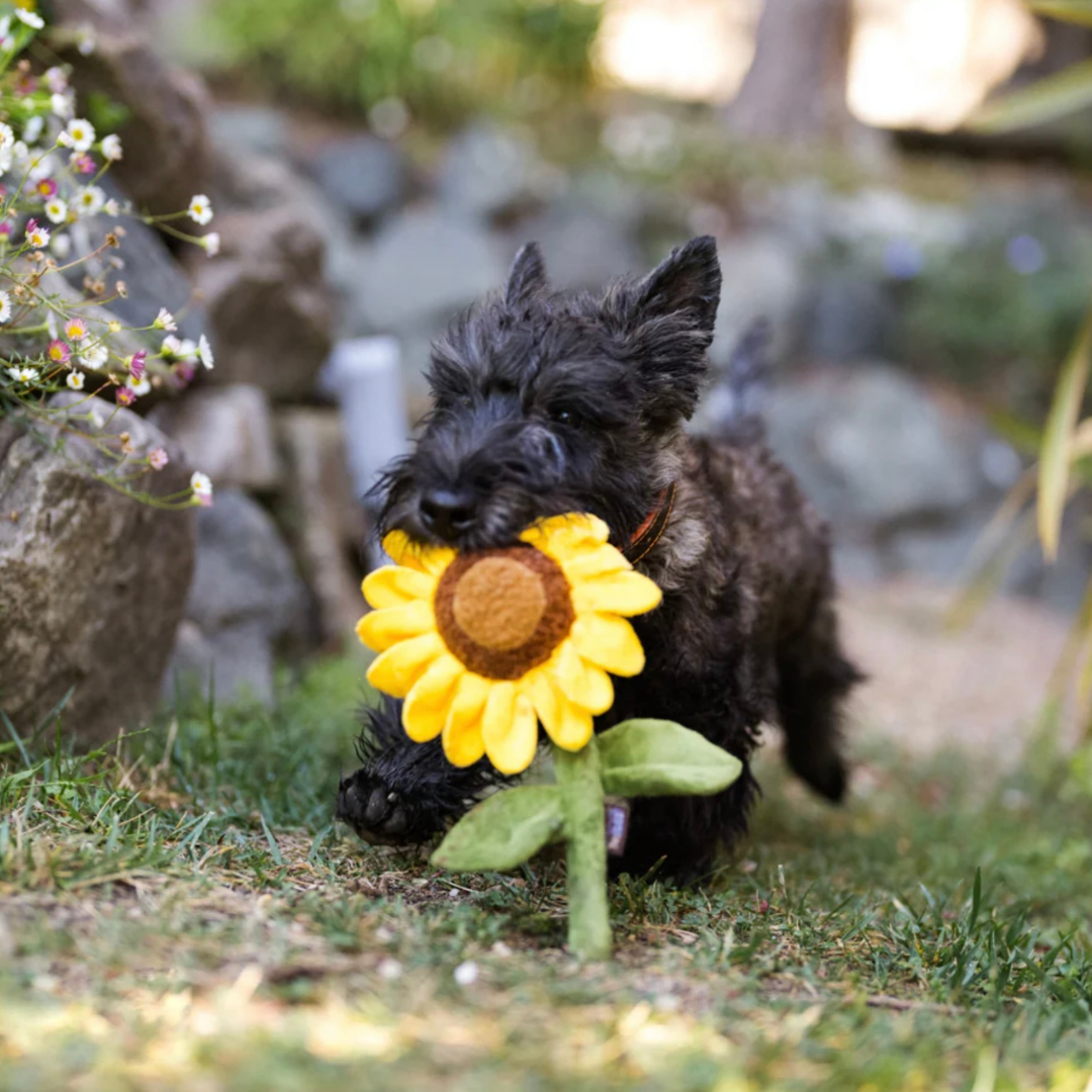 PLAY Sassy Sunflower