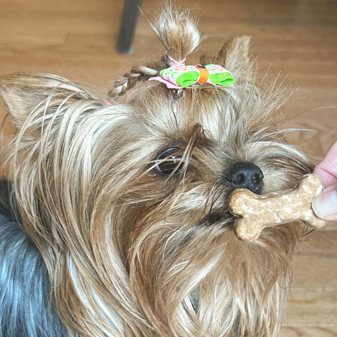 CocoTherapy Organic Coco-Milk Bones | Ginger Snaps