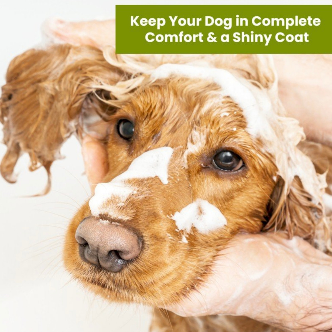 Aroma Paws Organic Olive Oil Shampoo + Conditioner | Sensitive Skin 2-in-1