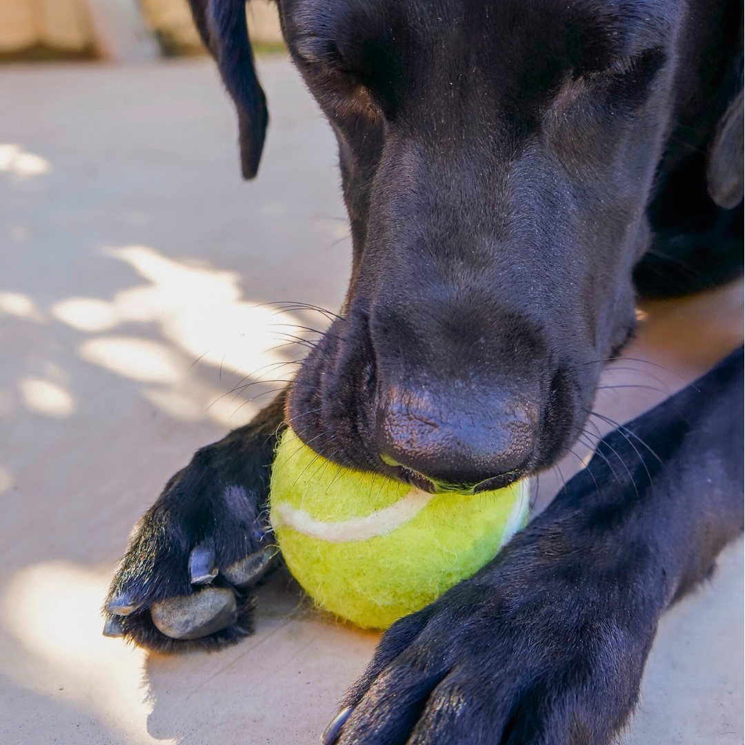 Friendsheep Organic Wool Tennis Dog Ball | Yellow