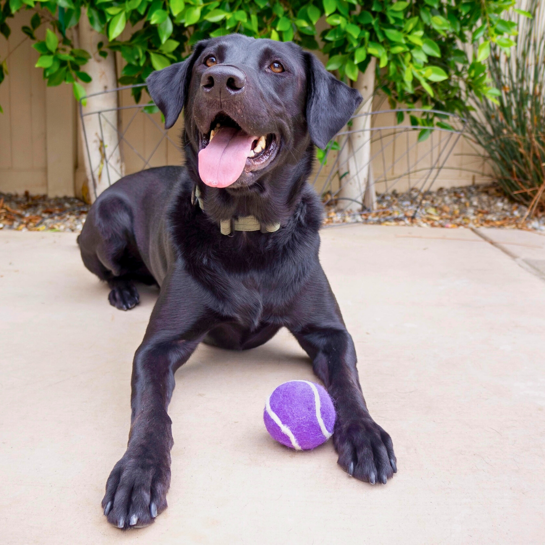 Friendsheep Organic Wool Tennis Dog Ball | Purple