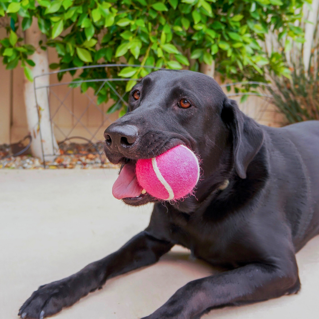 Friendsheep Organic Wool Tennis Dog Ball | Pink
