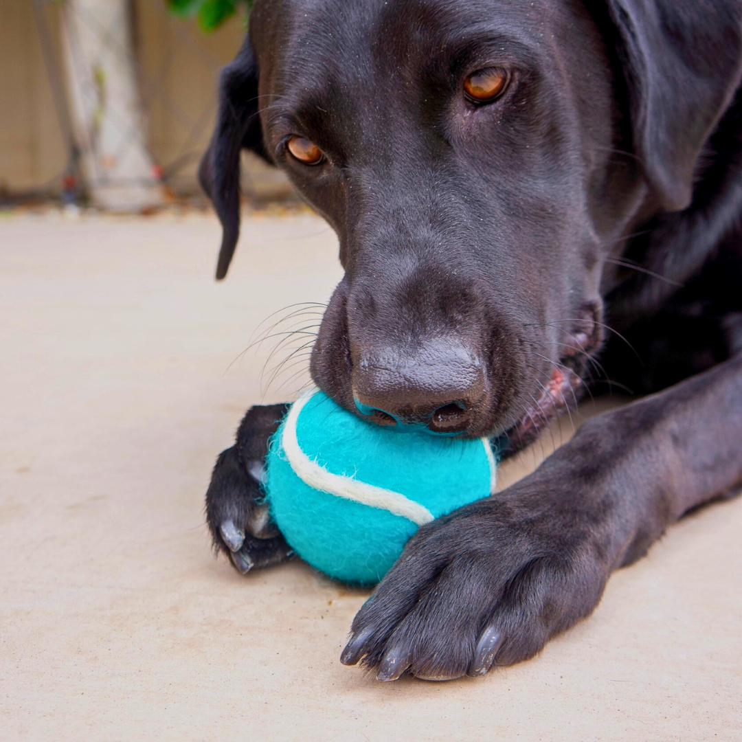 Friendsheep Organic Wool Tennis Dog Ball | Blue